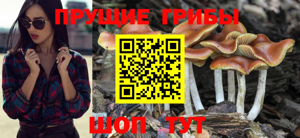 Кисловодск  Псилоцибиновые грибы Psilocybine cubensis  Вход с VPN 